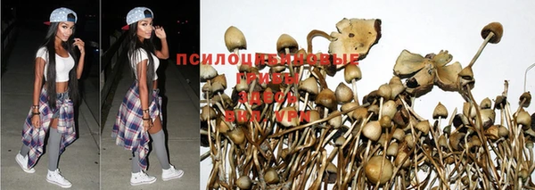 стаф Козельск